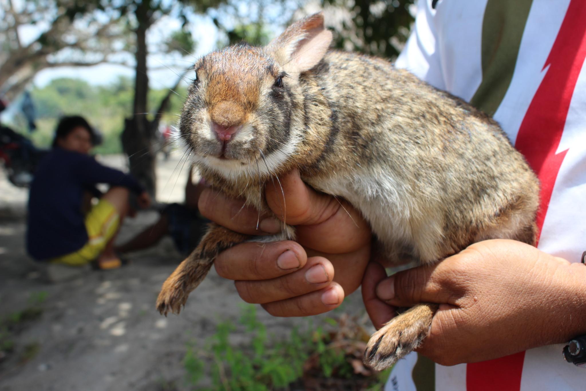 Interesting Creatures: DNA sequencing to identify undiscovered rabbits ...
