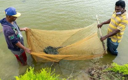 Black water shrimp production up with first-quarter earnings over $274M – Agri. Minister