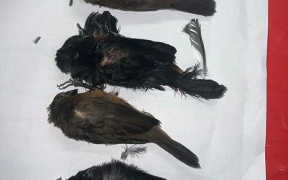 Several persons fined for smuggling song birds