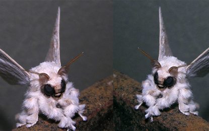 The mysterious Venezuelan poodle moth