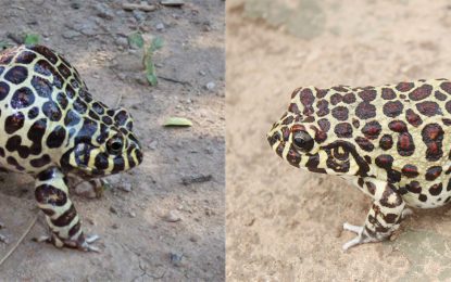 Scientists fighting to protect the Santa Fe “gyalis”