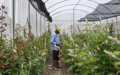 ‘Cut Rose’ project rakes in $4M in first half of 2023