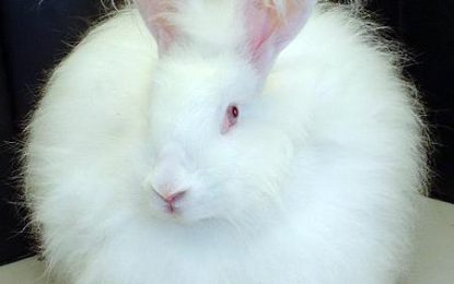 Angora Rabbit