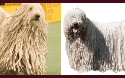 The Komondor Dog