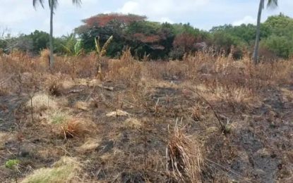 Suspected bush fire destroys Berbice farm