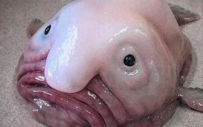 Blobfish “the world’s ugliest animal”