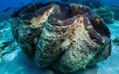 Giant Clams