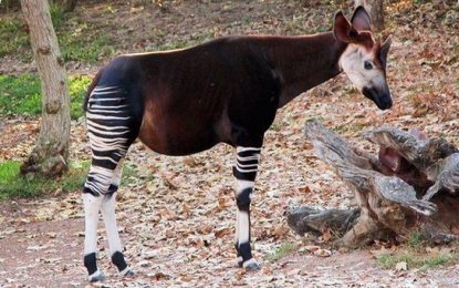 Okapi