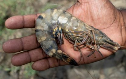 Fisheries and aquaculture sector gets $1.2B in Budget 2024