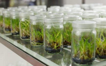 Govt. to use IDB loan to upgrade NAREI’s Tissue Culture lab 