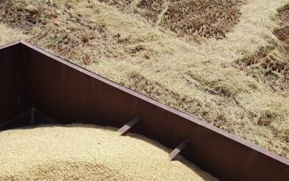 Guyana poised to hit record 820,000 tonnes of rice