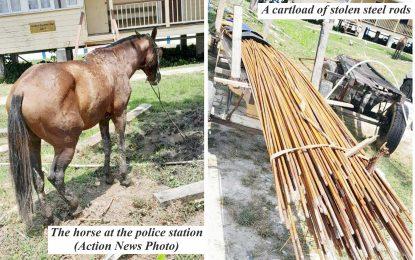 Horse and cart in police custody after thieves flee, leaving it with stolen loot