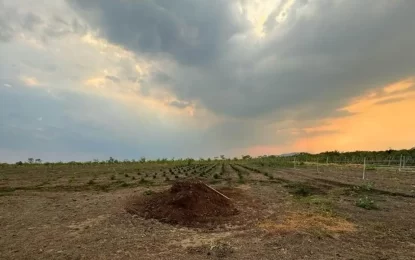 Quiko Village undertakes large-scale cash crop cultivation