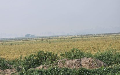 FOULIS… A village with little to no strife