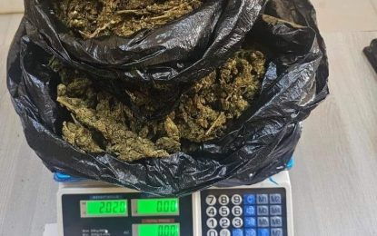 Police finds Cannabis during raid exercise at Mahdia Arcade