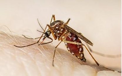 DENGUE: AN URGENT PUBLIC HEALTH CONCERN