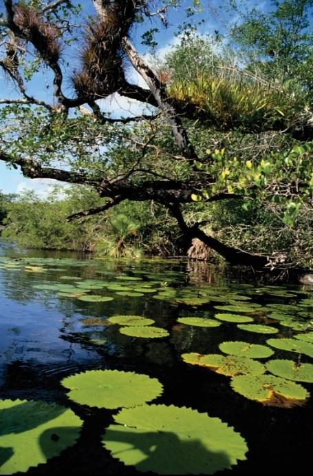 “Waste to wealth” campaign to promote greener Guyana