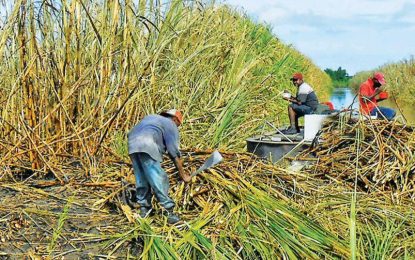 Sugar export drops by $US3.6M tonnes despite price increased by $US0.4 for 2025 – BoG Half Year Report