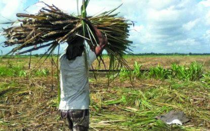 GuySuCo seeks supply of crew trucks, pick-ups