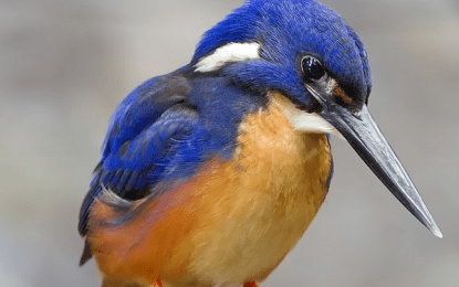 Kingfisher