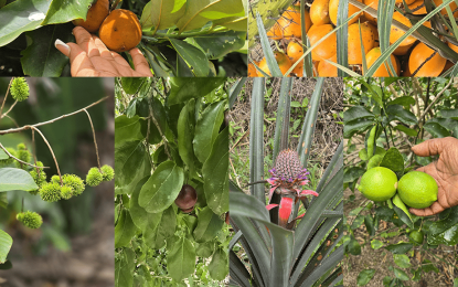 Singh’s Farm Airbnb offers adventure seekers a truly ‘fruitful’ Guyanese retreat