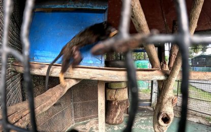 Golden-Handed Tamarin: Guyana’s smallest primate might be world’s best jumper