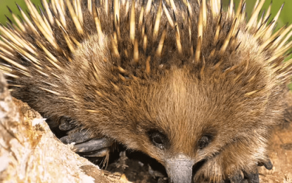  Echidna