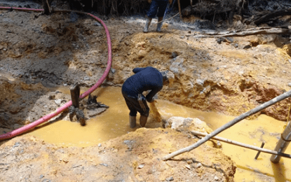 Miners arrested for illegal operations in Iwokrama Forest