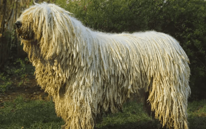 Komondor