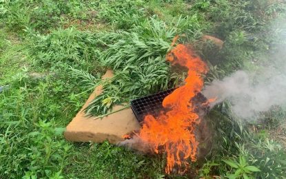 Police destroy $26.9 million worth of weed in Canje River