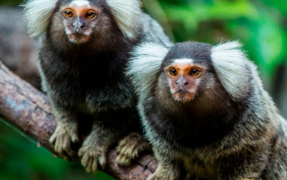 Common marmoset