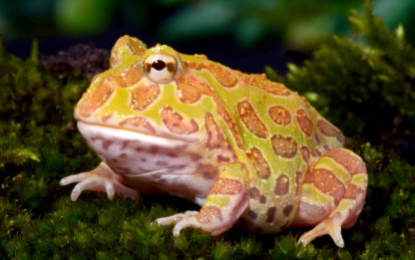 Cranwell’s horned frog