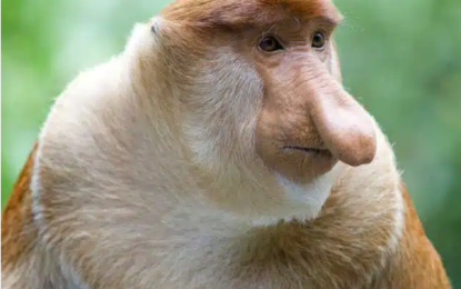 Proboscis Monkey – Nasalis larvatus