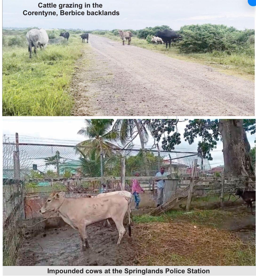 Cattle thieving on the rise in Berbice – Farmers