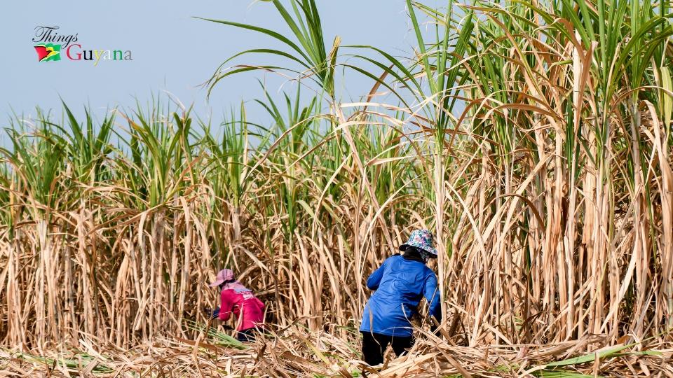 SAC welcomes Belize and Guyana’s enhanced cooperation