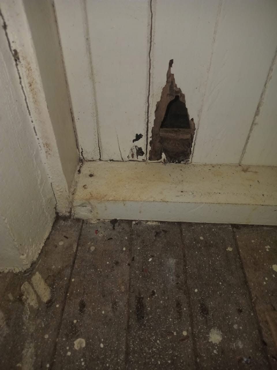 Bats invade teachers’ living quarters at Wallaba Primary