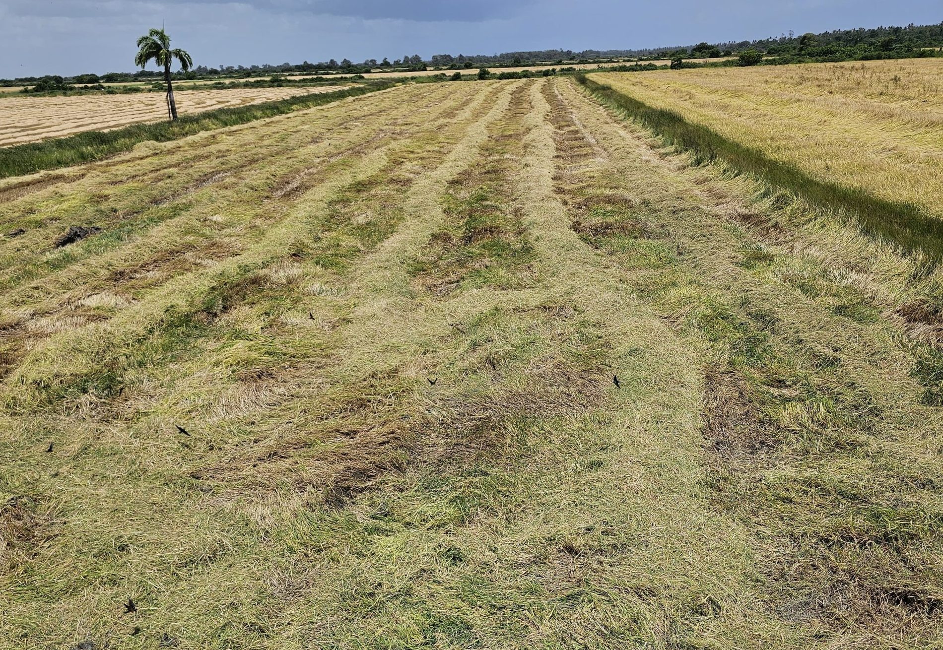 Rice farmers cry out: No price increase, no way to repay loans, pay workers