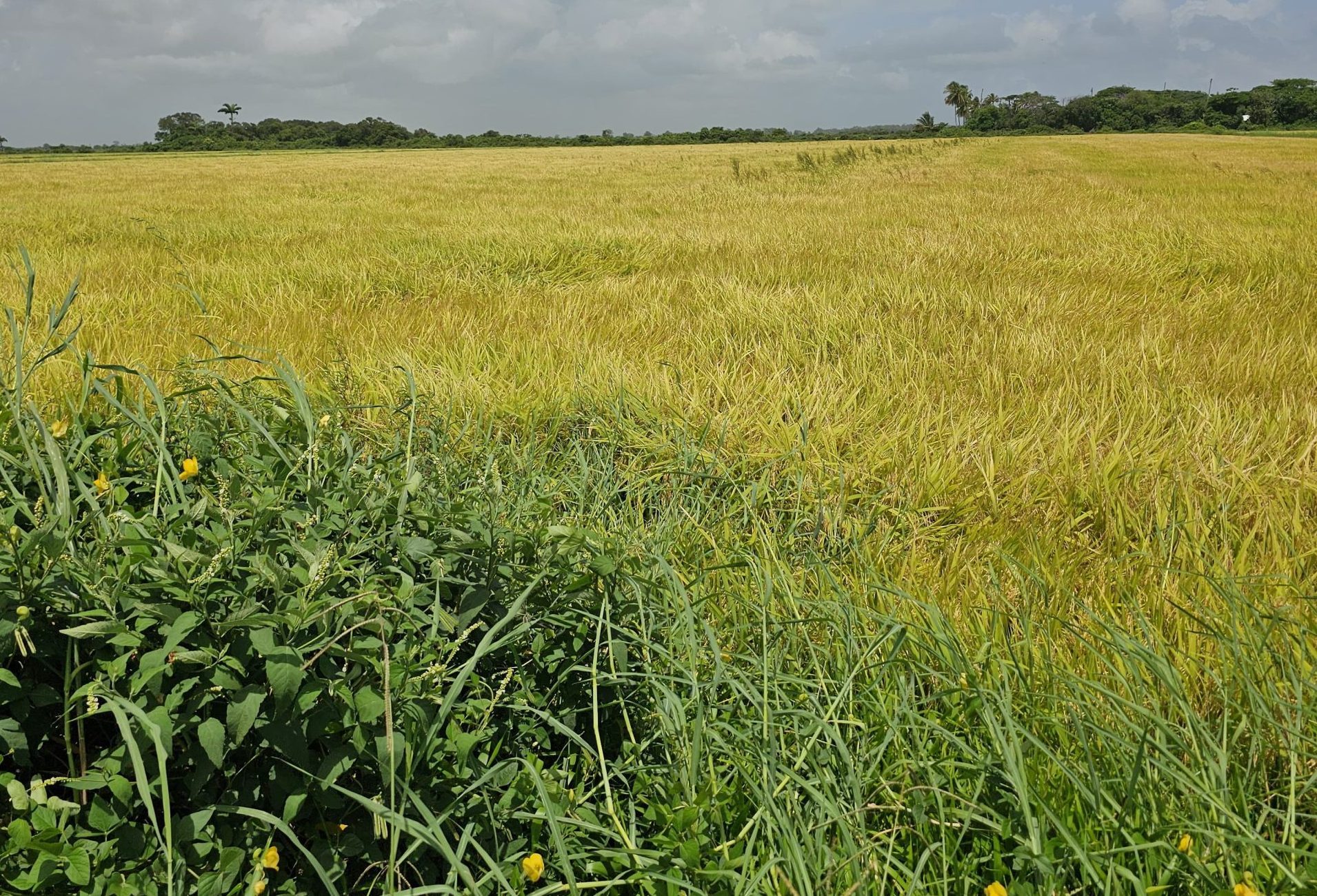 Rice industry expected to grow by 12.4% this year-2025 Mid-Year Report
