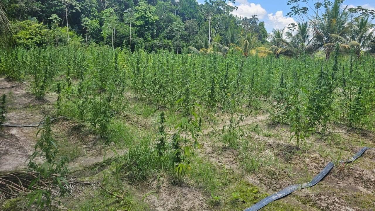 Over $70M worth of cannabis destroyed by police in Upper Berbice River