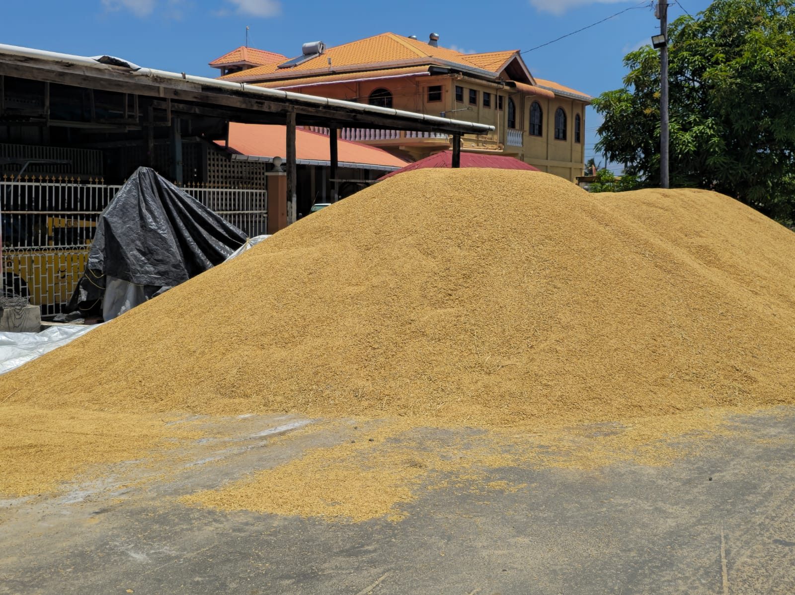 Essequibo farmers ask Govt. ‘what next’ as paddy prices remain low