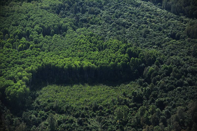 Global deforestation slows but forests still under pressure
