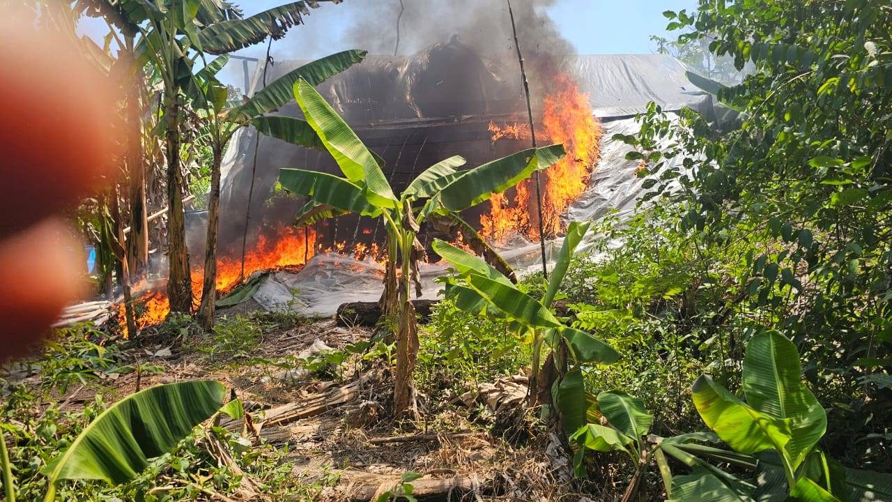 Cops destroy $11.8M worth of ganja in Mackimoon Backdam