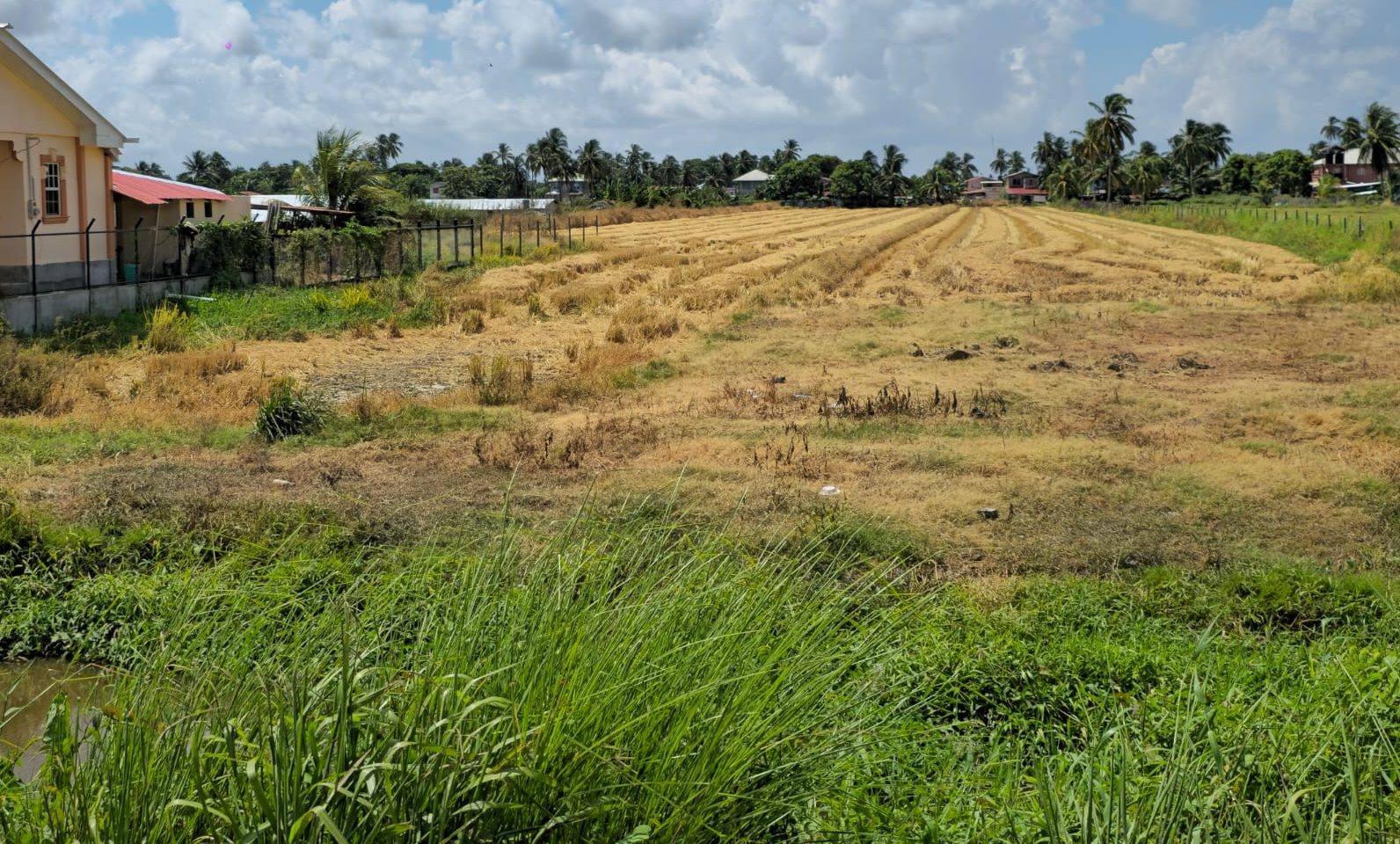 Mahaicony rice farmers push on amid price crunch