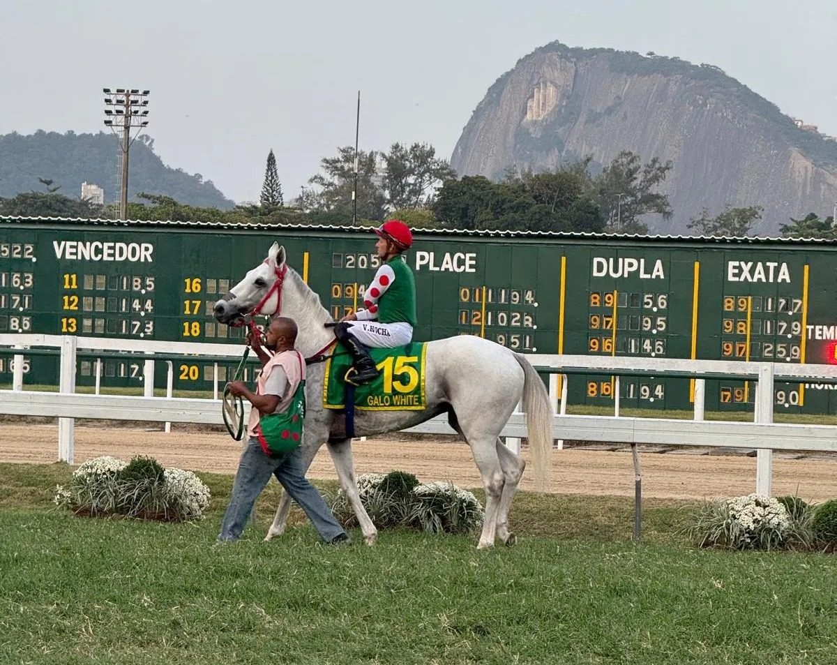 Slingerz Racing Stable’s Galo White gallops to second in Latin American Cup
