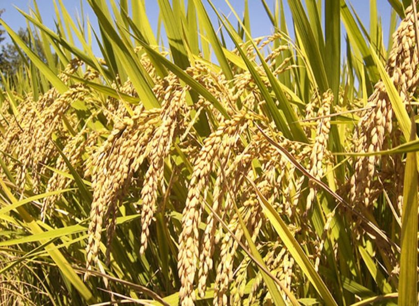 Guyana’s rice industry expanded by 13.9% – half year report