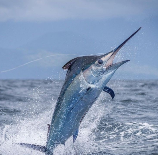 Swordfish – Xiphias gladius