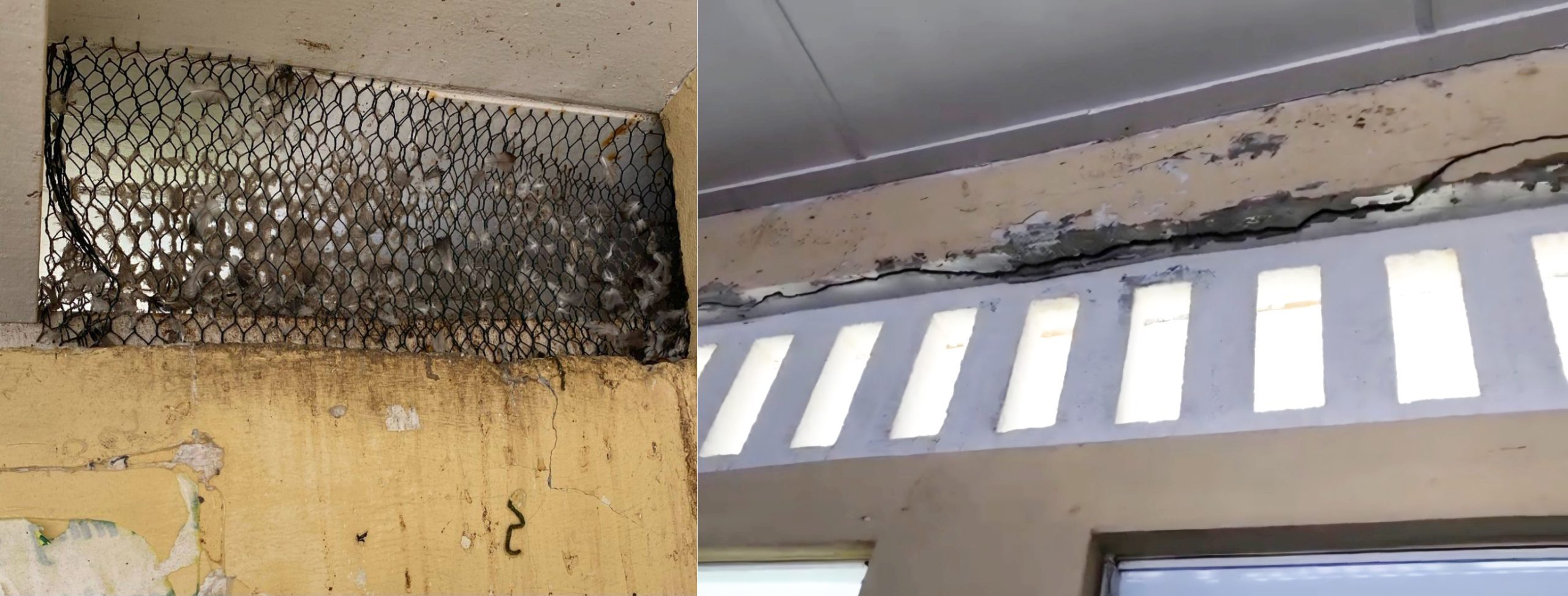 Zeeburg Secondary battles bats, pigeons, crumbling structure