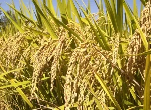 Despite increased production rice earned US$4M less than first half 2024 – BoG Report