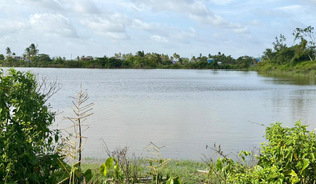 Rain wipes out millions in cash crops at Black Bush Polder