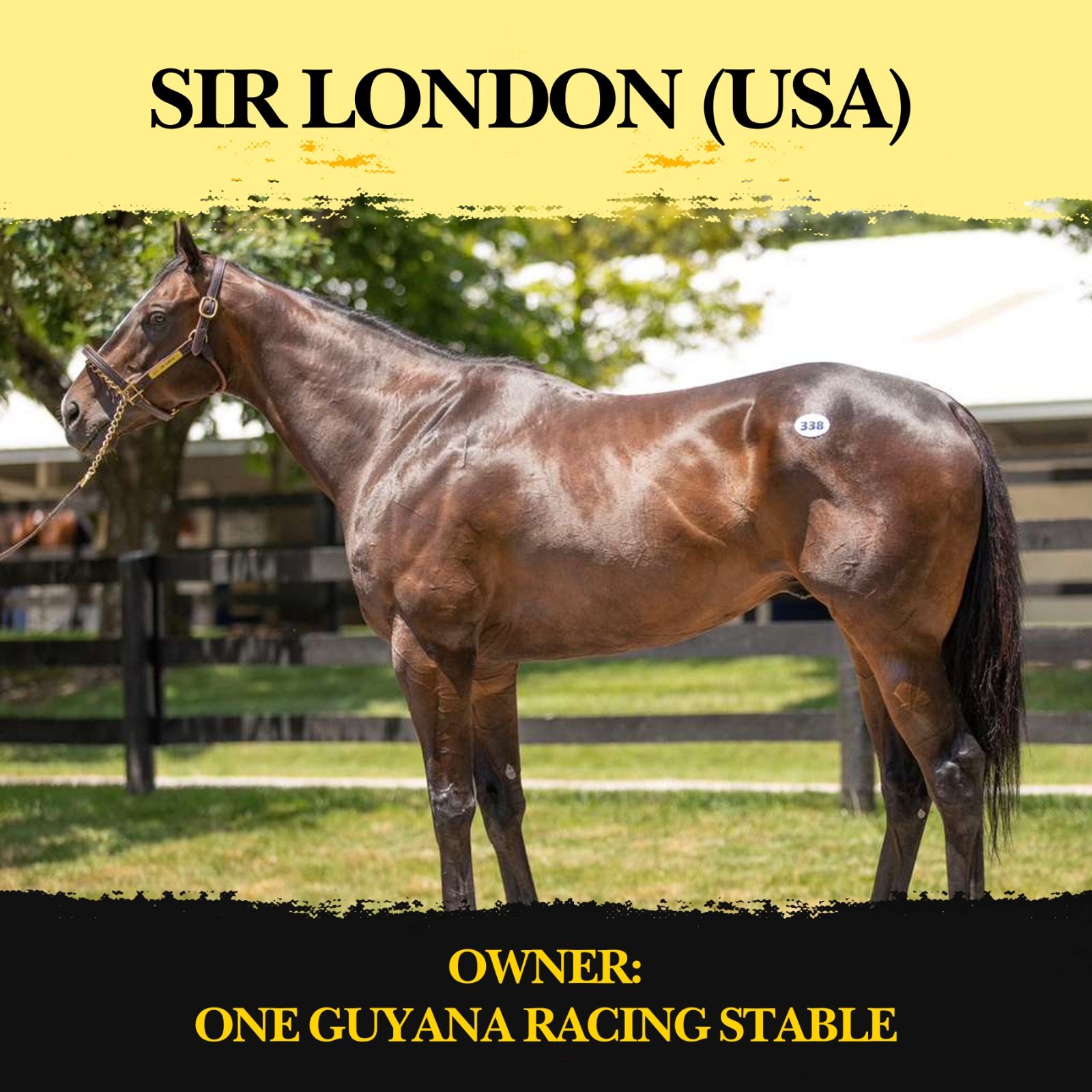 One Guyana Racing Stable to showcase Sandy Lane Barbados Gold Cup contender on Pegasus Day at Gulfstream Park (USA)
